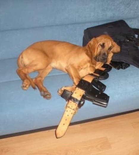 A lo largo de sus 10 años y medio de carrera, Bella estuvo involucrada en la búsqueda de cientos de desaparecidos. personas e innumerables sospechosos. Desde el día en que se unió a nosotros desde Midwest K-9 Emergency Equipo de respuesta en Lee, IL, estaba lista para rastrear y acurrucarse dependiendo de la situación. “Era una perra increíble que era un gigante gentil. No podría haber pedido un mejor socio ". dijo la diputada Laura Richardson. "Le encantaba interactuar con los niños y siempre estaba lista para comenzar cuando llegó el momento de hacer una pista ". En los últimos meses, su salud había comenzado a deteriorarse a pesar de los mejores esfuerzos de su veterinario. "Estoy feliz de que ya no tenga dolor y rezo para que nos cuide a mí y a K-9 Hope como La esperanza está más cerca de comenzar su carrera ”, dijo Richardson. El alguacil James Mendrick, el anterior Comandante de K-9 de la Oficina, se entristeció al enterarse de Bella falleció y dijo que estaba agradecido por los años de servicio a los que ella y su nariz se dedicaron. Condado de DuPage y los municipios circundantes. "Siempre supimos que cuando llamábamos a Bella obtendríamos una resolución rápida", dijo Mendrick.