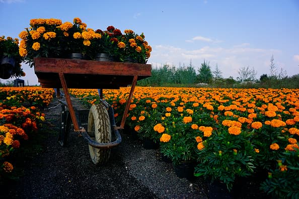 La historia cuenta que Xóchitl y Huitzilin se amaban y todas las tardes subían a lo alto de una montaña a llevarle flores a Tonatiuh, el padre Sol. Un día Huitzilin tuvo que ir a la guerra y murió, al saberlo, Xóchitl le pidió a Tonatiuh que la uniera por siempre con su amor y la convirtió en una flor. 
<br>