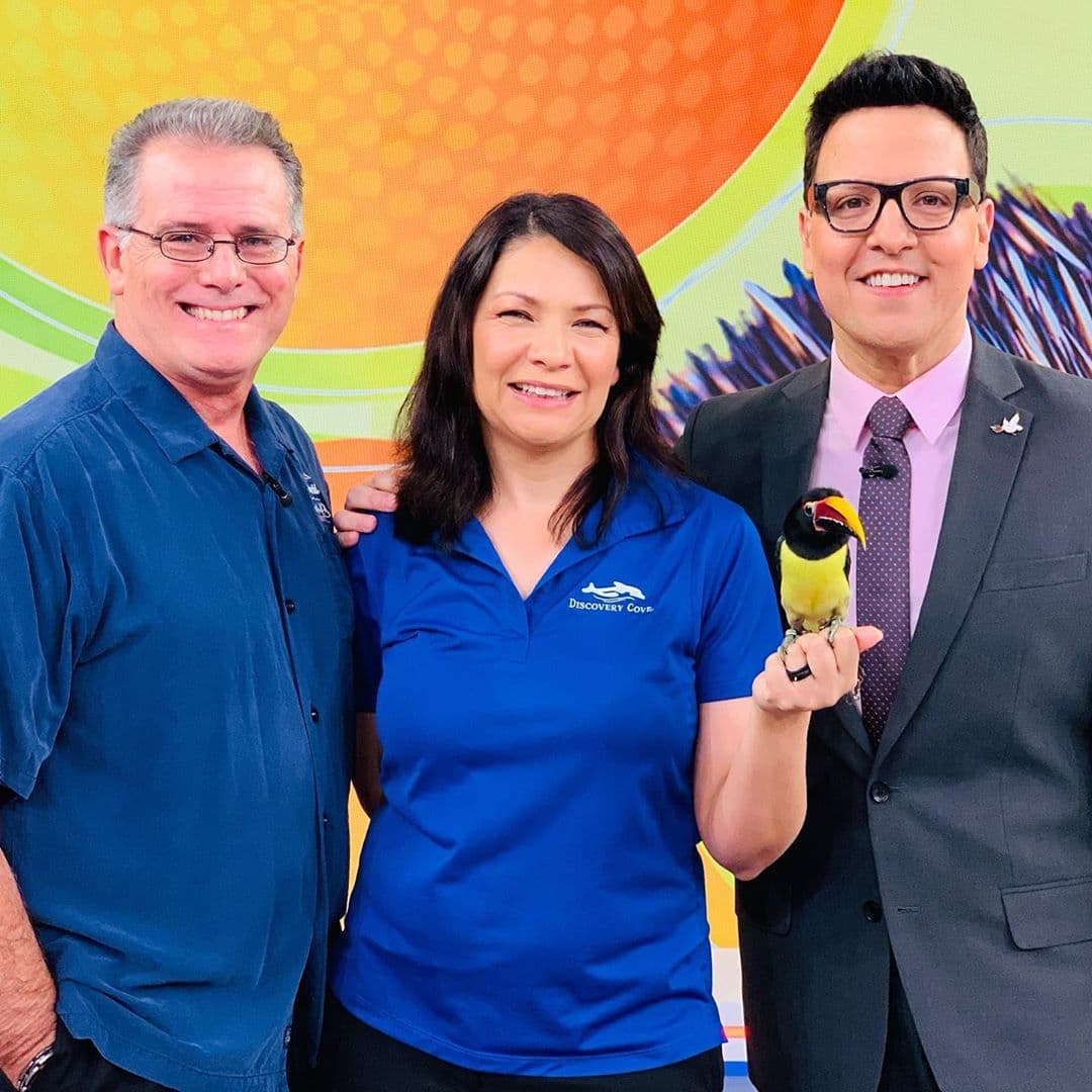 El tráfico animal y los desastres naturales, así como otras acciones causadas por el ser humano, ponen 
<a href="https://www.univision.com/shows/despierta-america/tres-animalitos-sorprendentes-que-estan-en-peligro-por-el-trafico-animal-y-los-desastres-naturales-video">en riesgo también a estas hermosas especies</a> que nos visitaron: un equidna, un canguro y un aracari (en la imagen).