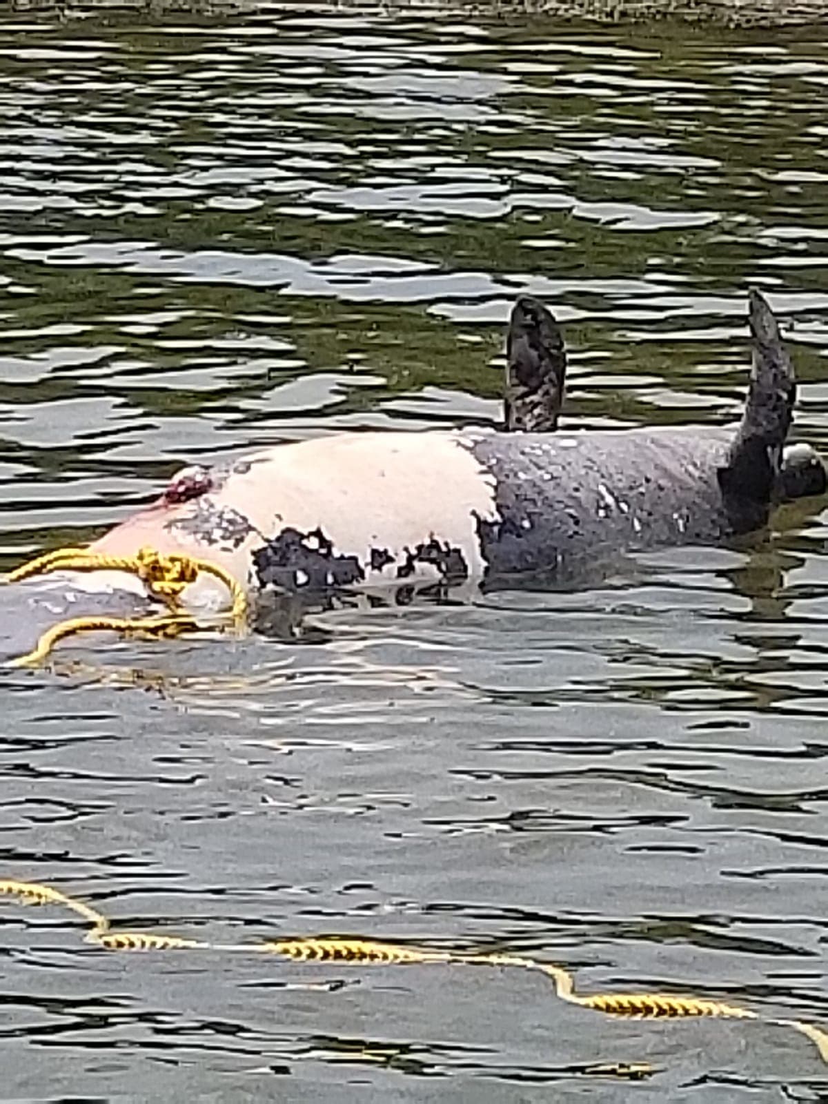 Se informó que hasta el lugar llegará personal del Departamento de Recursos Naturales para remover el mamífero y realizar una necropsia.
