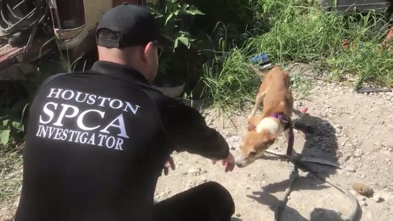 Los perros y gatos ahora están bajo el cuidado de la SPCA de
<b><a href="https://www.google.com/maps/place/Houston,+TX/@29.8174782,-95.6814907,10z/data=!3m1!4b1!4m5!3m4!1s0x8640b8b4488d8501:0xca0d02def365053b!8m2!3d29.7604267!4d-95.3698028?hl=en" target="_blank">Houston,</a></b> donde reciben atención y tratamiento por parte de su personal veterinario.