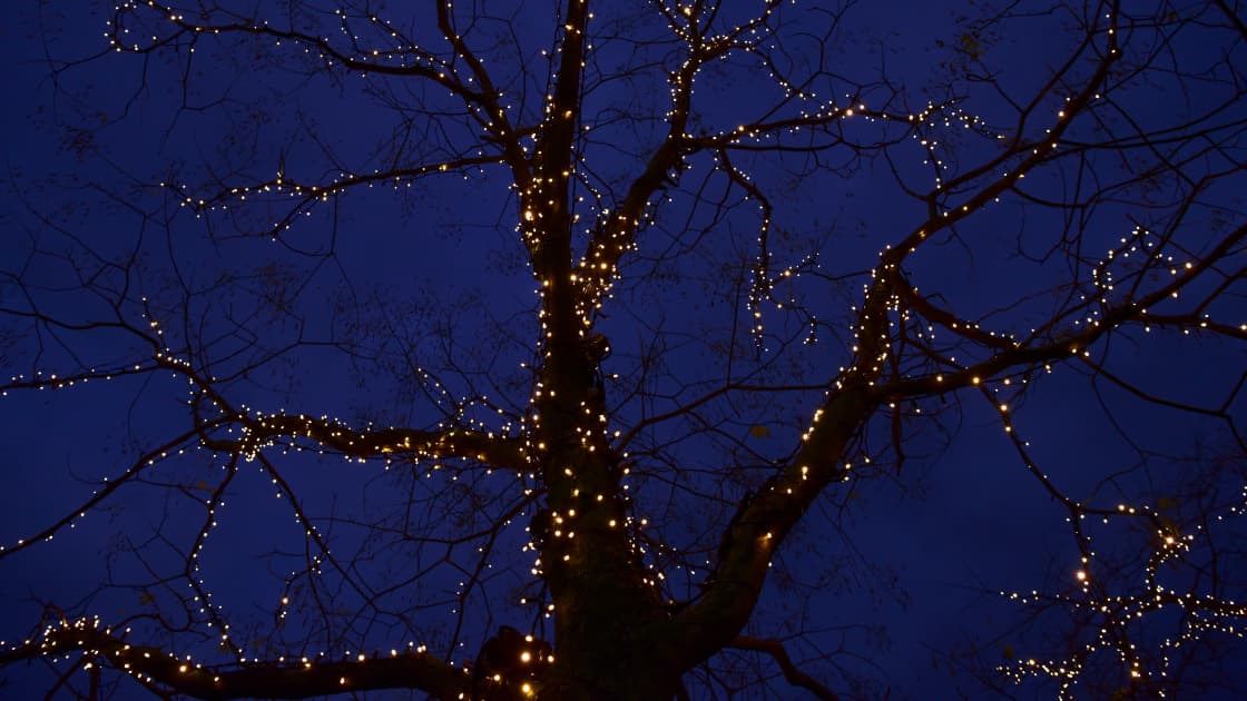 Los antiguos germanos (Alemania) rendían culto a un árbol dedicado al dios Odín durante el solsticio de invierno y lo adornaban con antorchas que representaban a las estrellas, la luna y el sol.