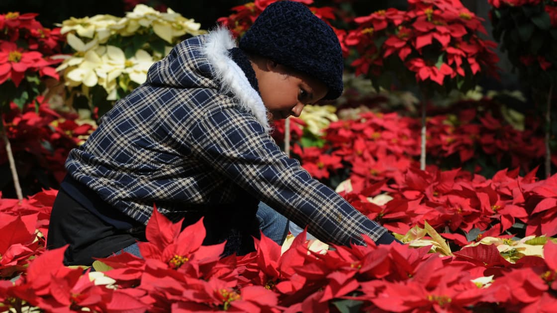 Los españoles la bautizaron como flor de Nochebuena porque florece en diciembre y la usaron para celebrar las fiestas navideñas.