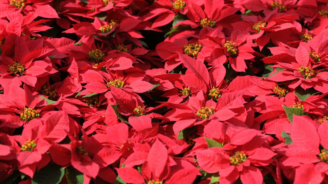 La flor de Noche Buena es originaria de México. Su nombre nahuatl es ’tlazochitl’ que significa ‘flor que se marchita’.