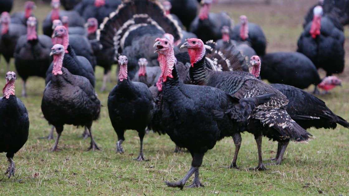 El pavo es el símbolo navideño de convivencia. A pesar de que se popularizó en Estados Unidos durante el Día de Acción de Gracias, fue desde las expediciones españolas a América en el siglo XVI que llegó a Europa.