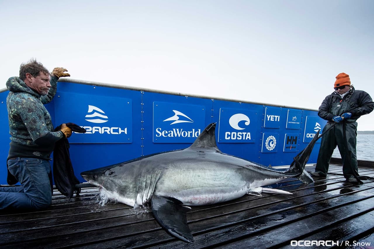 “Sydney es ahora el tercer tiburón blanco que rastreamos en la costa de Florida esta temporada”, informaron en la cuenta de Instagram de Ocearch. 
<br>