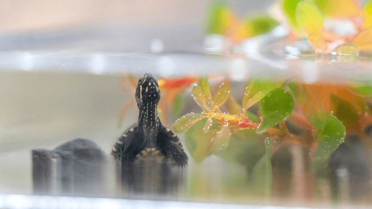 <h2 class="cms-H2-H2">Tortugas</h2>
<br>No dejan que pases con tortugas, dice la página de Servicio Nacional de Sanidad, Inocuidad y Calidad Agroalimentaria de México.