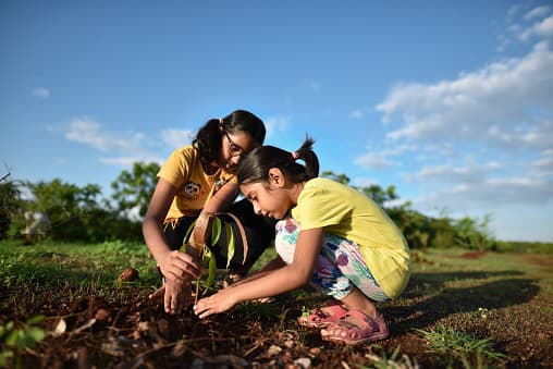 Puedes conseguir un árbol gratis en Roosevelt Park este sábado