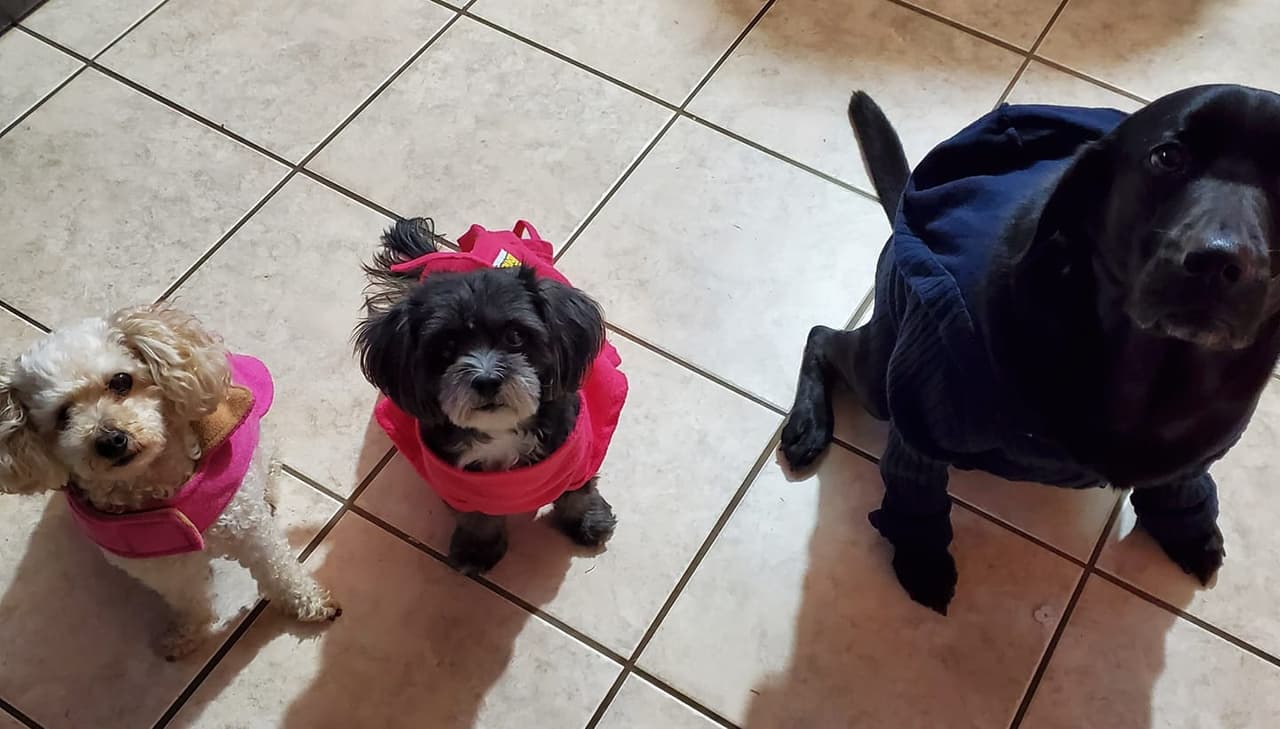 “Aquí les dejo a
<b>mis cachorras amadas: </b>Chloe, Bella y Lili”, dijo Magdalena Martínez.
<br>