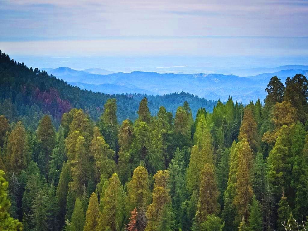 Las personas que viven en los Estados Unidos están cada vez más lejos de sus bosques