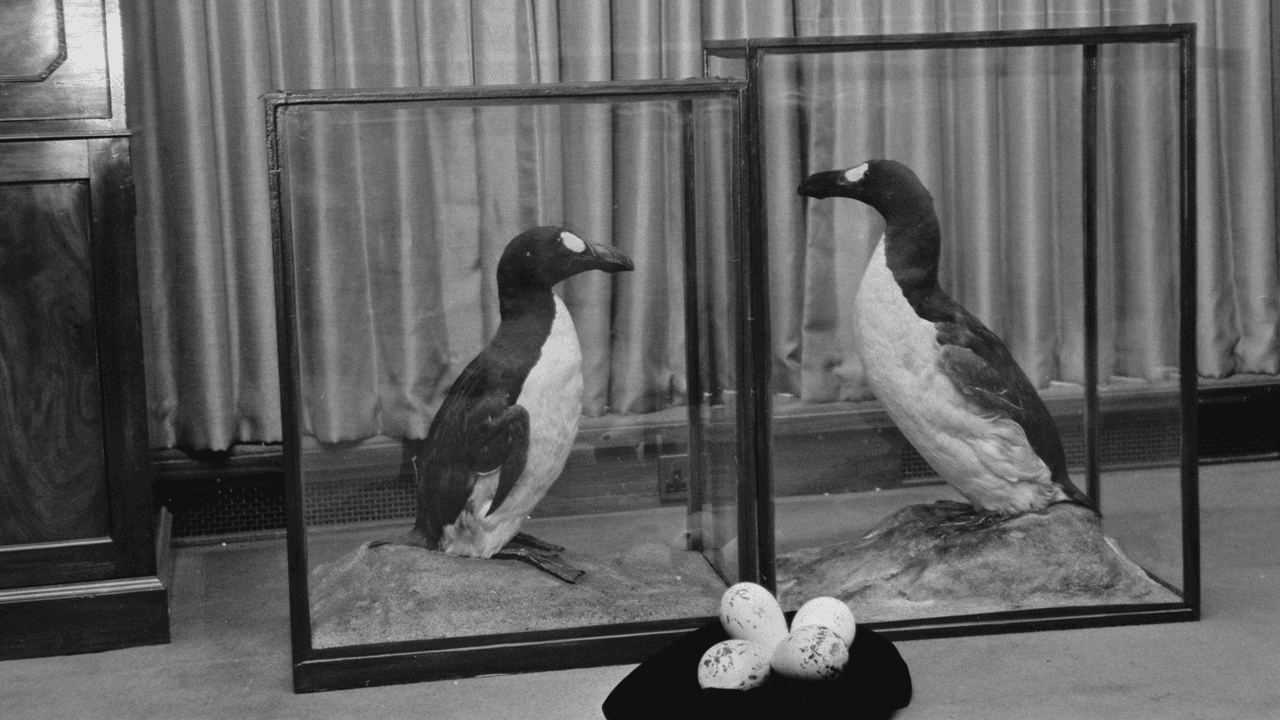 Así eran las alcas gigantes, los 'pingüinos originales'.