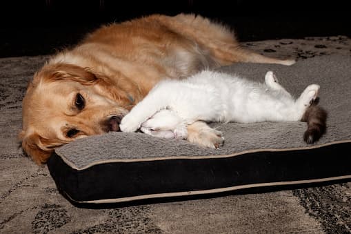 Aunque poca gente lo sepa, estos artefectos son ilegales en numerosas ciudades y condados de los Estados Unidos.