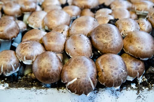 Autoridades de EEUU advierten sobre nuevo brote de salmonela en hongos importados de China