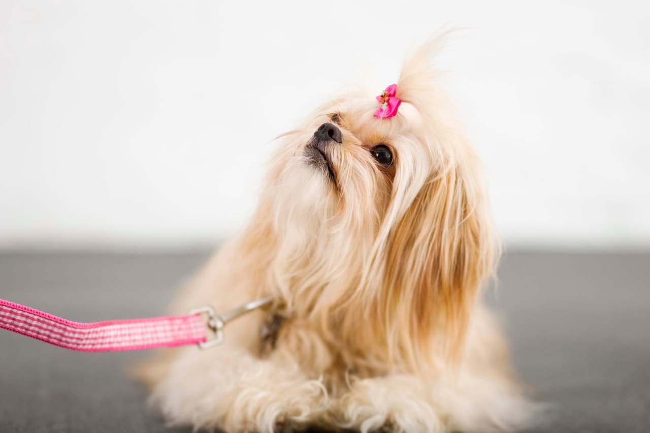 El paseo te ayudará a ejercitar la parte superior del cuerpo al llevar la correa y la parte inferior al andar, así lo asegura el Dr. Bashir Zikria, profesor adjunto del Departamento de Ortopedia del Instituto Médico Johns Hopkins en Baltimore.