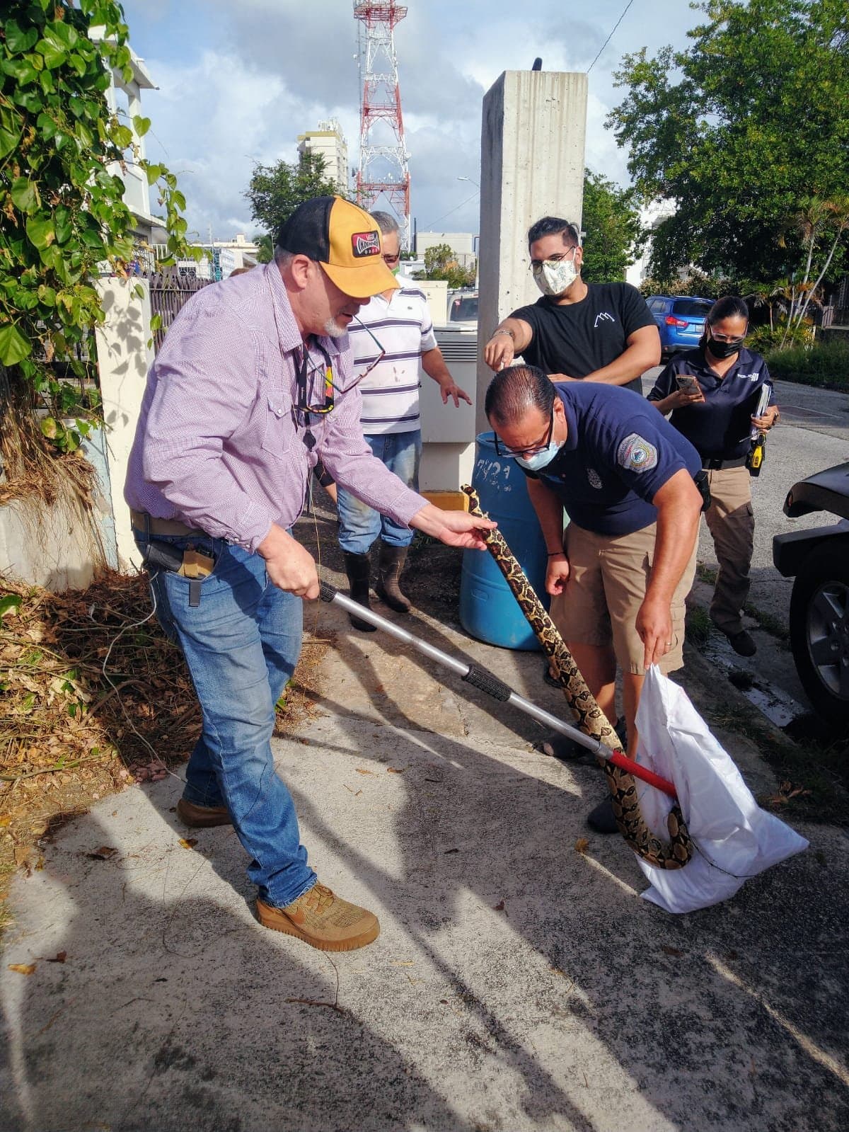Esta serpiente no es venenosa y es muy común en toda la América Tropical.