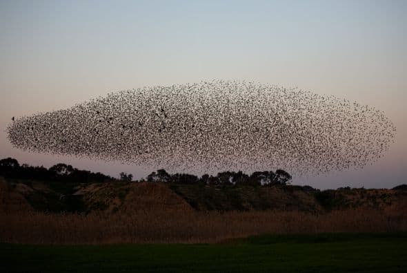 En este anhelado lugar para los estorninos, realizan su tradicional danza durante la puesta de sol.