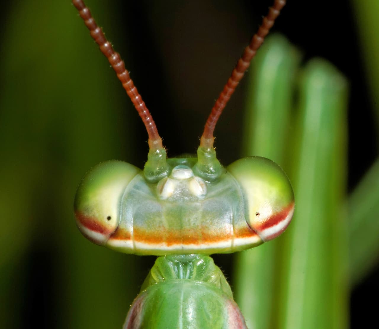 Hasta las más pequeñas criaturas del mundo tienen una sonrisita lista para las mejores ocasiones.