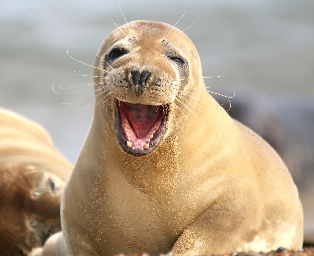 ¡Tal vez esta foca se está burlando de alguien!