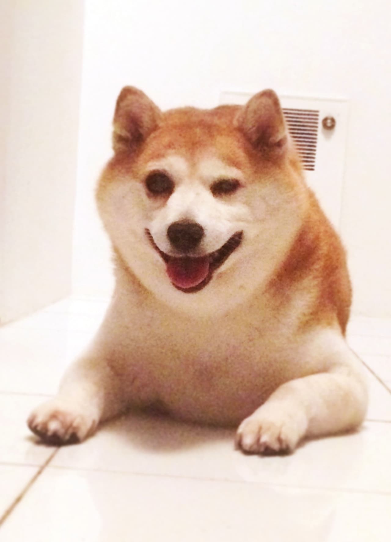 ¿O qué te parece Cinnamon, la perrita que siempre tiene una sonrisa dibujada?