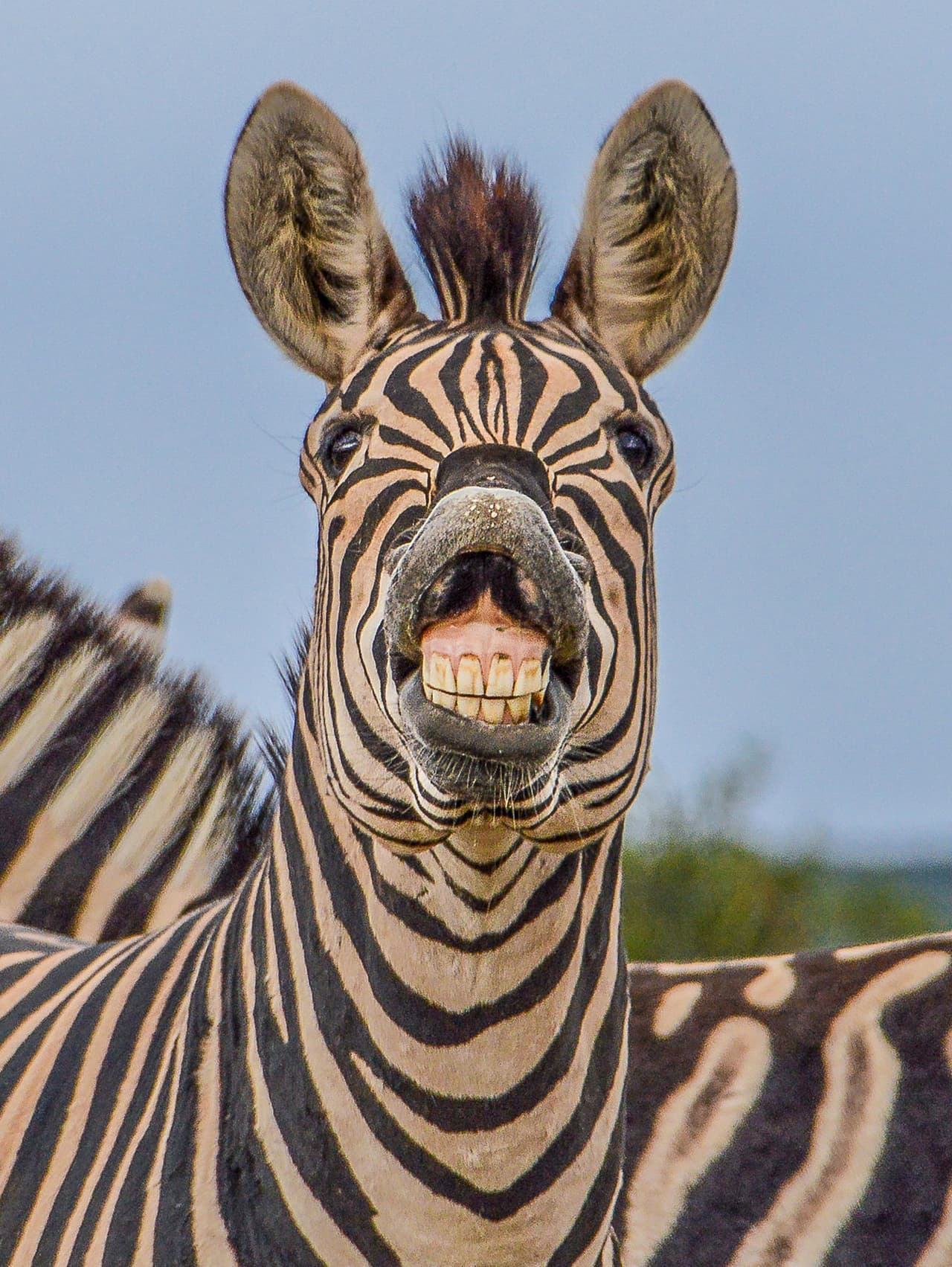 ¡Pero qué dentadura tan perfecta!