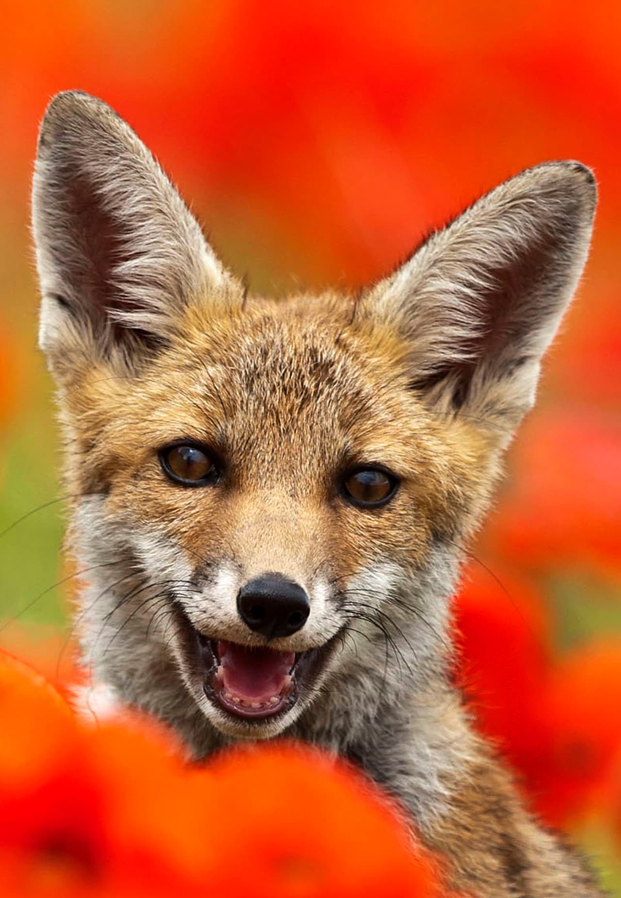 Hay zorros tan simpáticos que incluso levantan las orejas al sonreír.