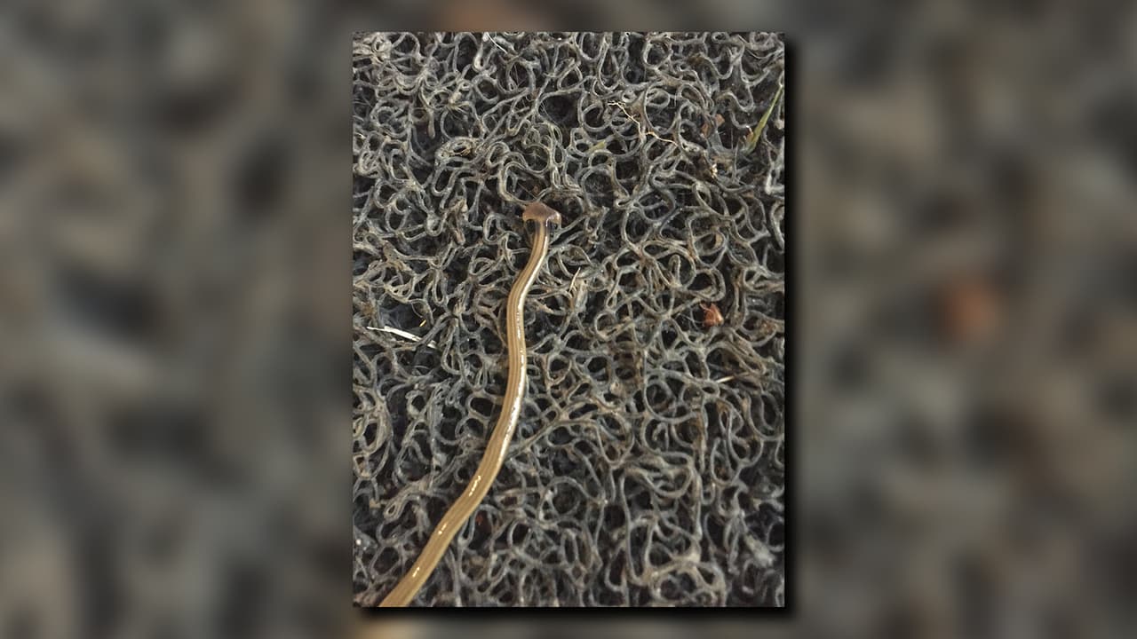 Se han registrado más de 100 avistamientos en el área de Atlanta según 
<a href="https://www.inaturalist.org/observations?verifiable=true&taxon_id=64221&place_id=23&preferred_place_id=&locale=en-US" target="_blank">iNaturalist</a>, un servicio de redes sociales.