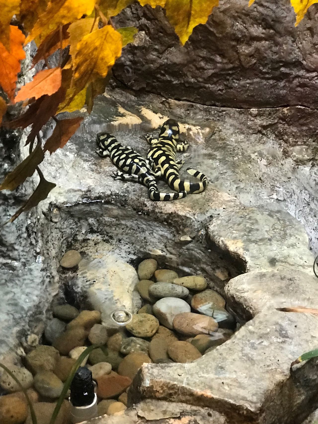 La Salamandra Tigre es una hermosa y colorida especie nativa de California en peligro debido a la contaminación en la región.