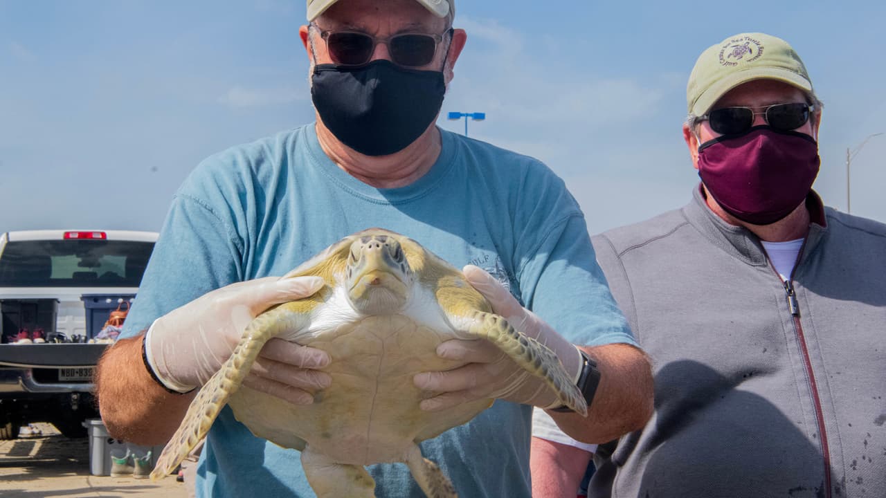 Cinco de estas tortugas marinas quedaron aturdidas por el frío a mediados de enero en la bahía de Matagorda.