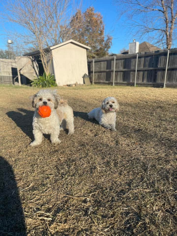 Mary Guzmán presumió a sus perritos jugando en el jardín.
<br>