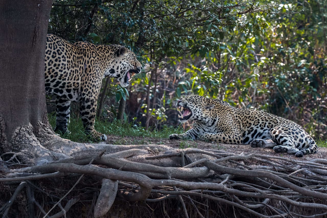 La pareja se encontraba en el Pantanal, una llanura aluvial que cubre partes de Brasil, Bolivia y Paraguay.