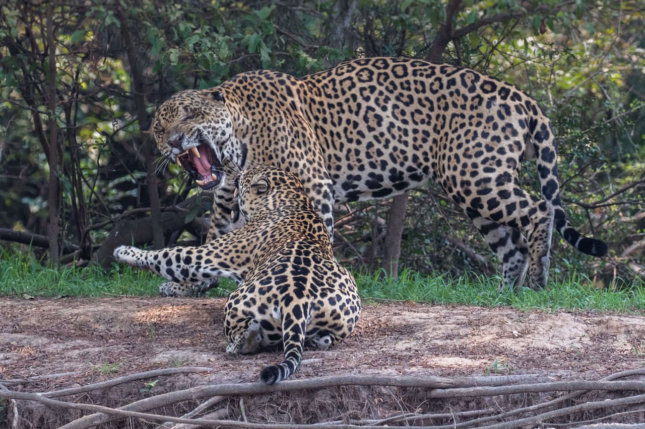 “El macho de este par pesaba cerca de 135 kilos, ¡20 kilos más que una leona!