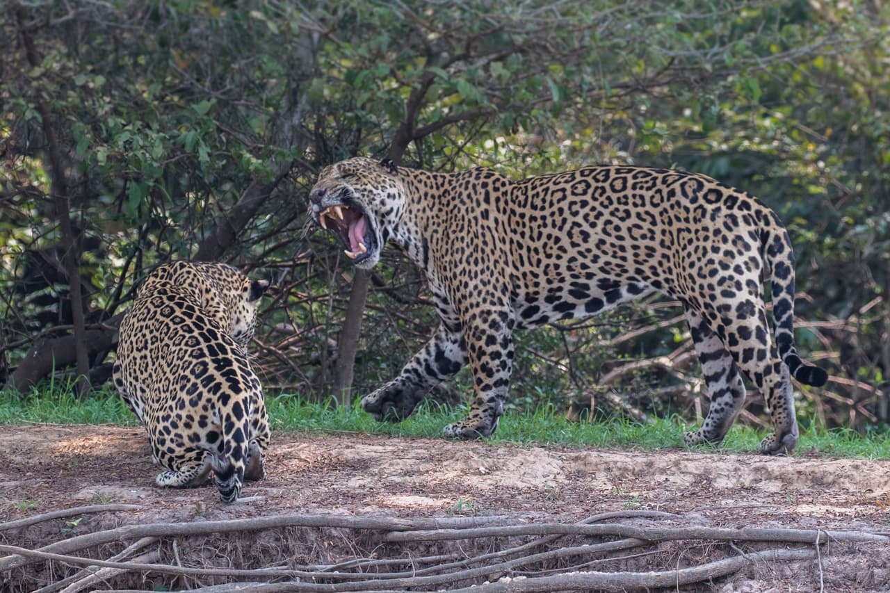 Comenta lo maravillosos y enormes que son estos predadores, por lo que lucen tiernos y mortales aun cuando están en medio de su ritual.