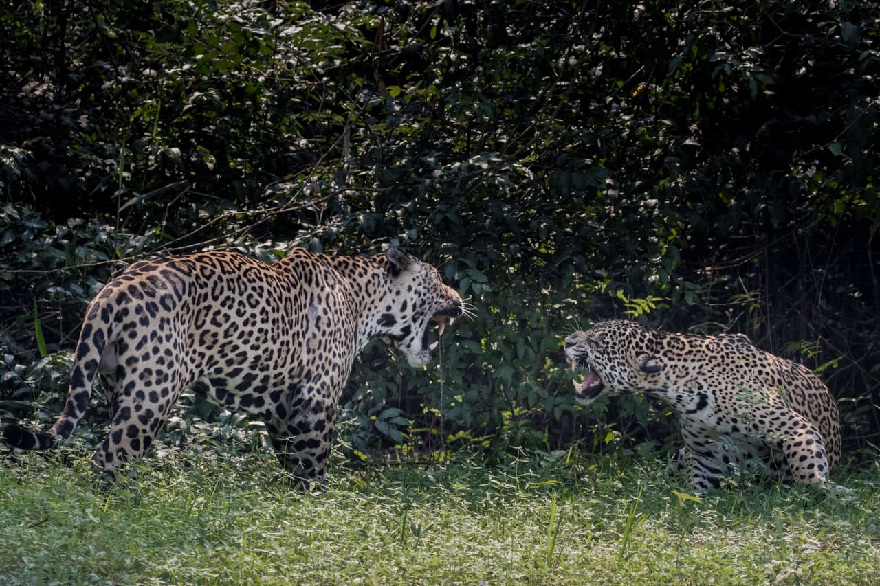 “Sentarse en el calor extremo buscando a estos jaguares es exhaustivo, pero cuando los encuentras es como si la Navidad y tu cumpleaños se hubieran juntado”, explica él.
