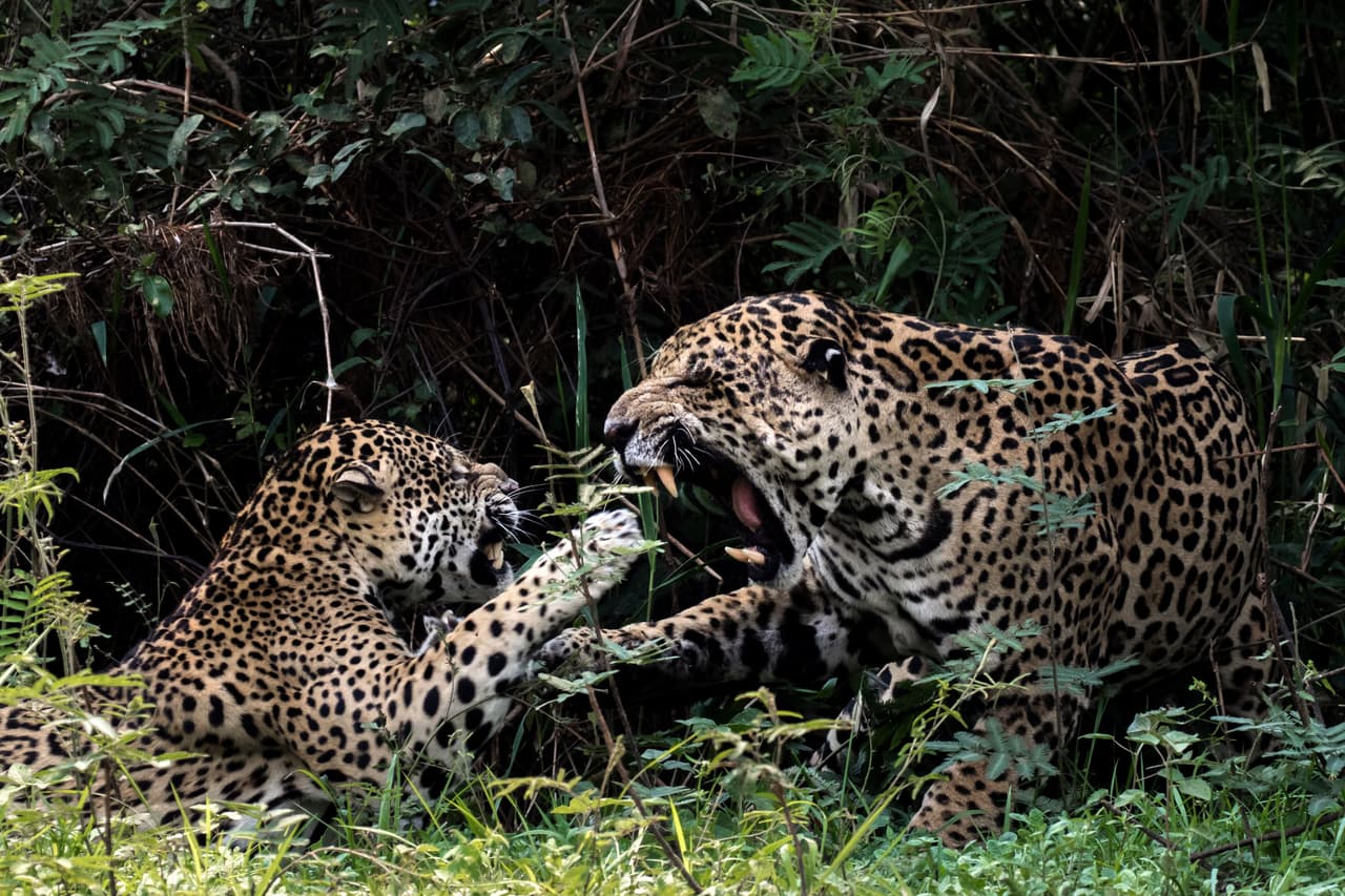 Estos jaguares se rasguñaron, mordieron y rugieron el uno al otro.