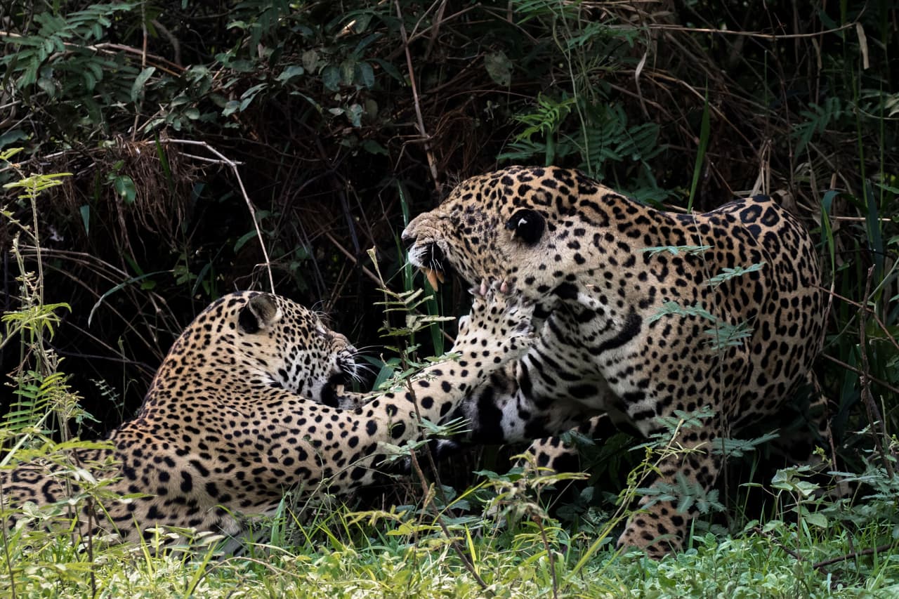 Ellos se enamoraron a la primera mordida.