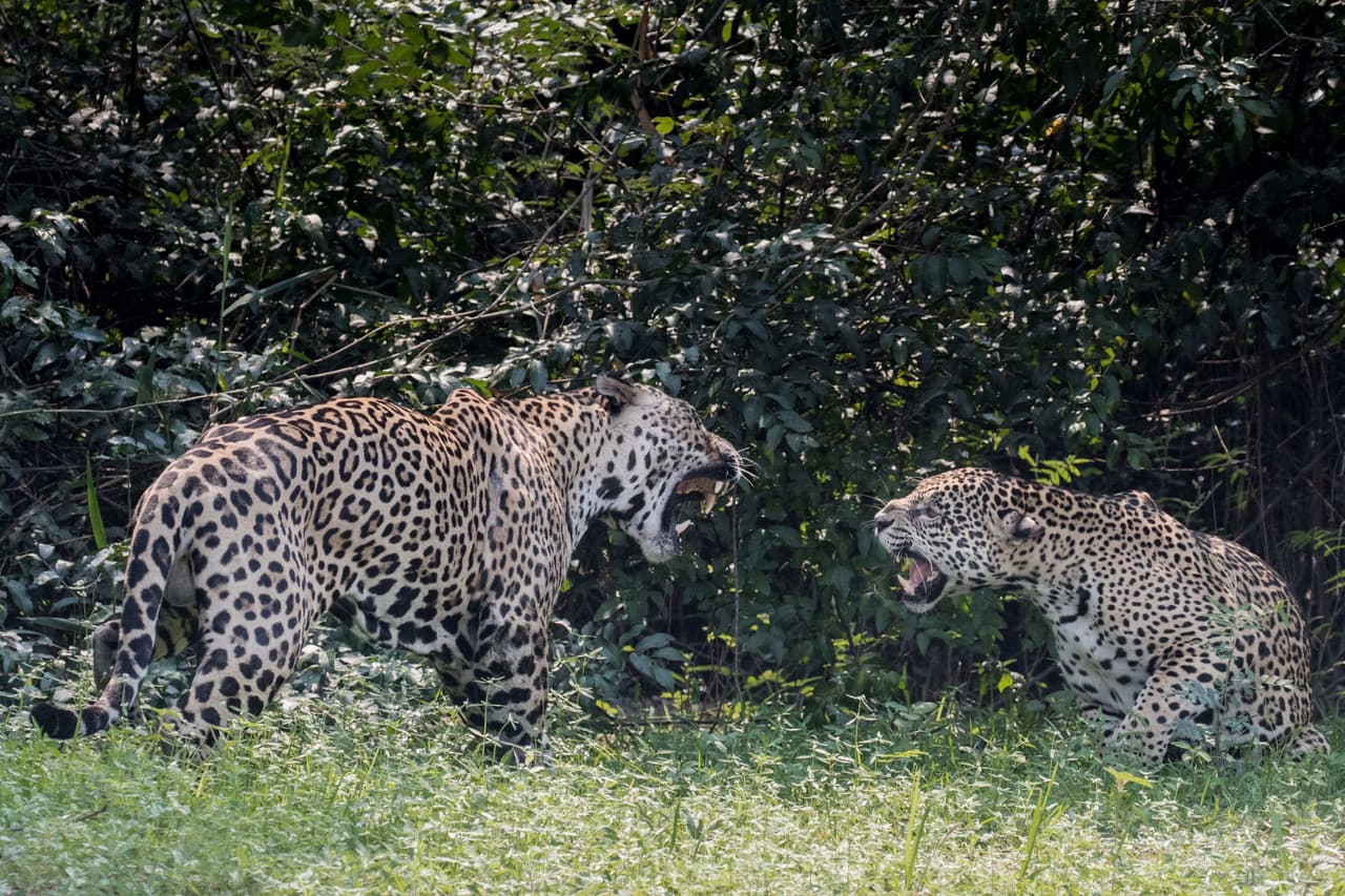 Esta región considerada ‘un paraíso ecológico’ alberga a esta especie de felinos.
