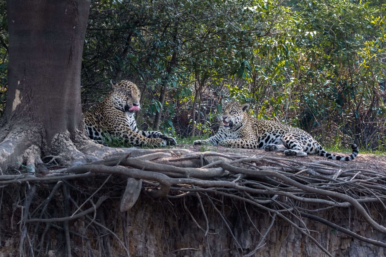 Él dice nunca haber visto un acercamiento tan amoroso y salvaje al mismo tiempo.