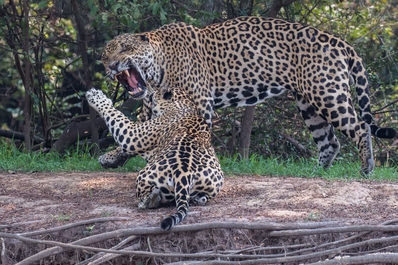 Paul Galdstein fue quien se encontró al feliz dúo.