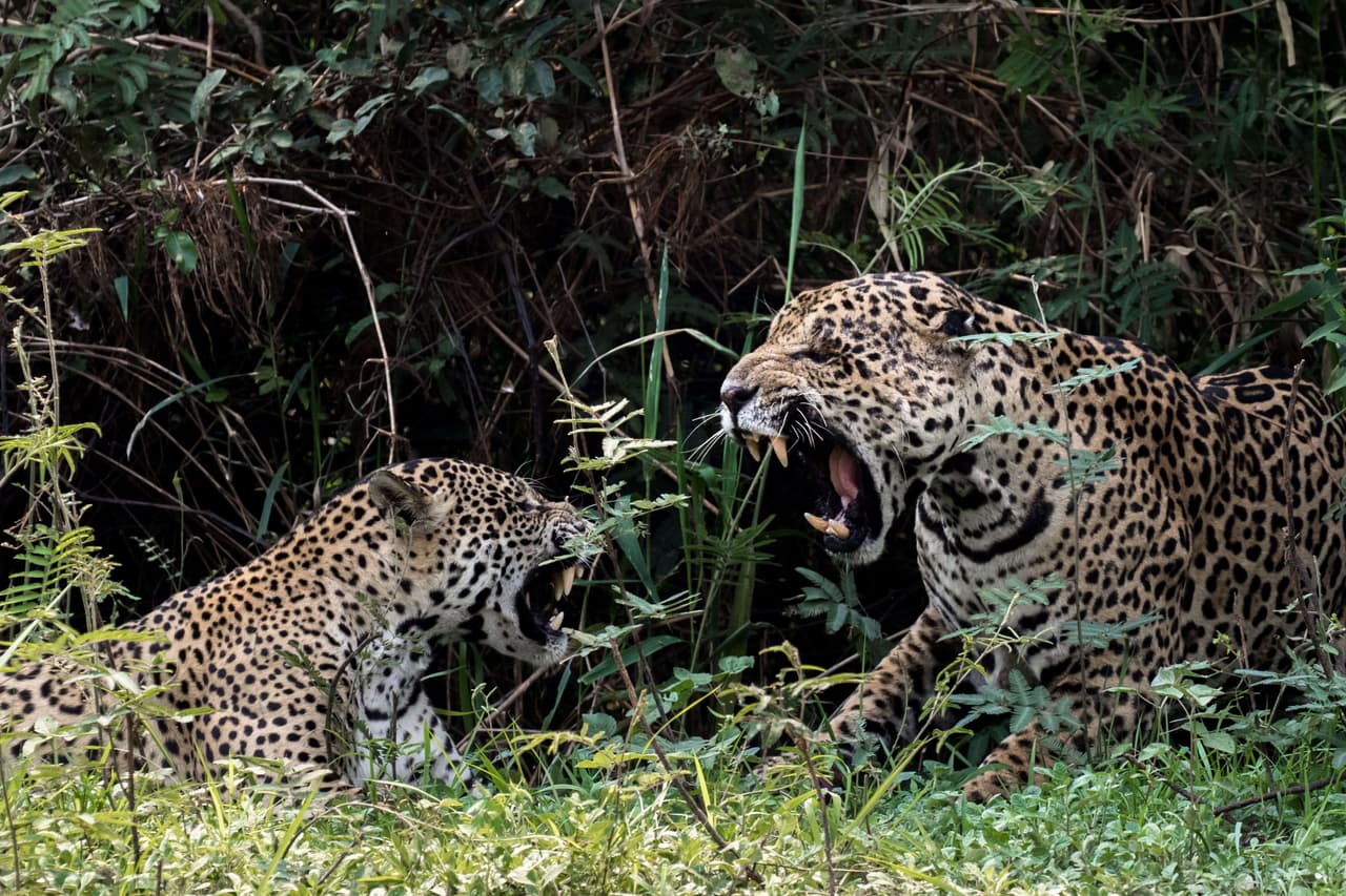 Esto como parte de su ritual de búsqueda de pareja.