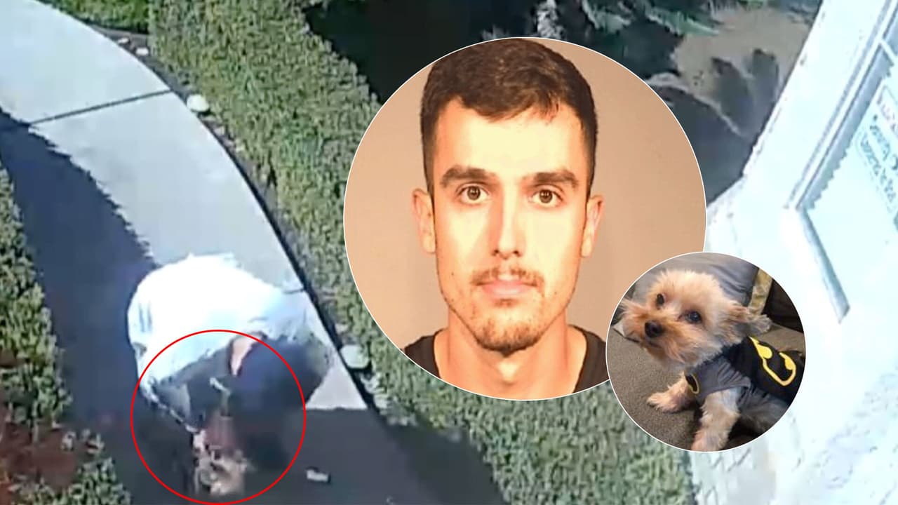 Limpia piscinas confiesa que mató al perro de su clienta tras ser captado en video