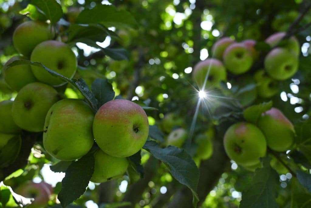 <b>7. Manzanas: </b>Las manzanas suelen ser otro alimento constante en estas listas, ya que contienen un promedio de 4.4 residuos de pesticidas, incluidos algunos en concentraciones altas.