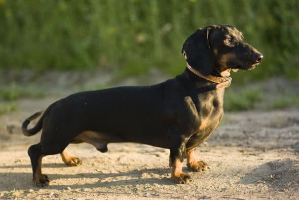 Dachshund. Popularmente conocido como “perro salchicha”, suele vivir entre 12 y 14 años. En la Edad Media, los alemanes lo utilizaban para cazar porque su cuerpo largo y bajo era perfecto para meterse en las madrigueras.