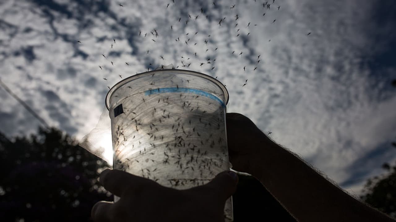 Se espera gran cantidad de mosquitos en San Antonio por las constantes lluvias 