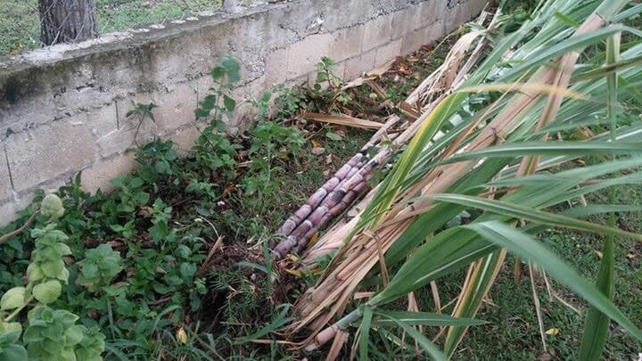 El paso de Erika por Puerto Rico en fotos