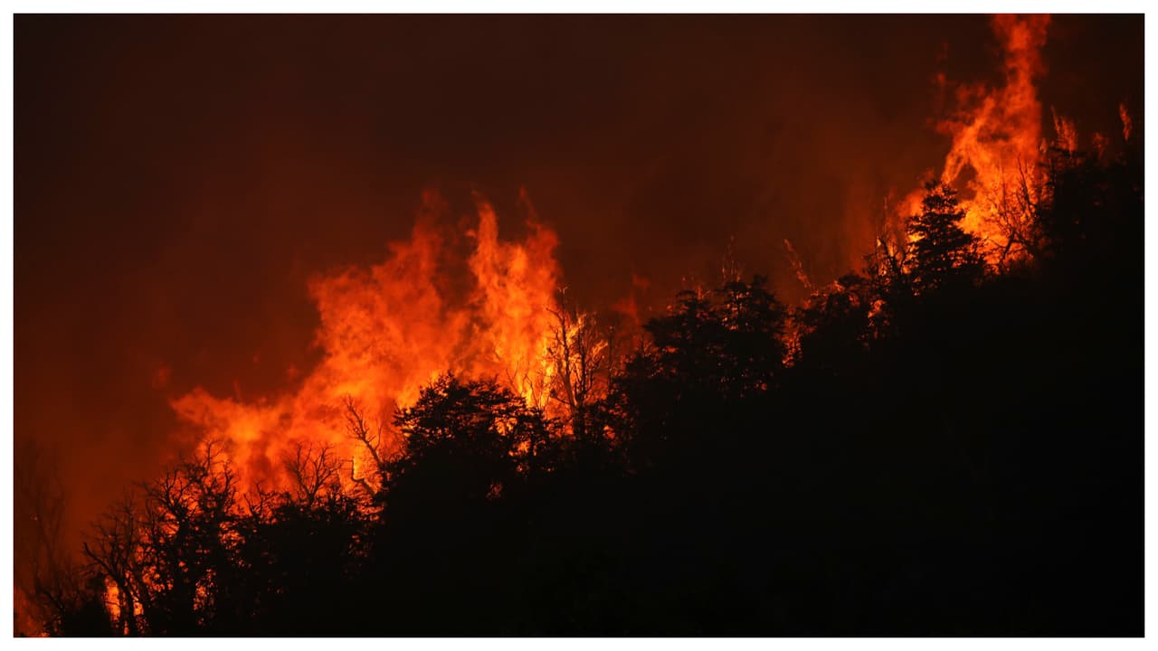 Todo lo que necesitas saber para protegerte de un incendio forestal en el sur de Florida