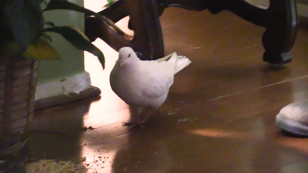 El trágico accidente sucedió el 23 de diciembre alrededor de la 1:00 p.m. sobre la South Josey Lane, en Crosby cuando Víctor, otro niño y la madre se acercaban a un centro comercial.
<br>