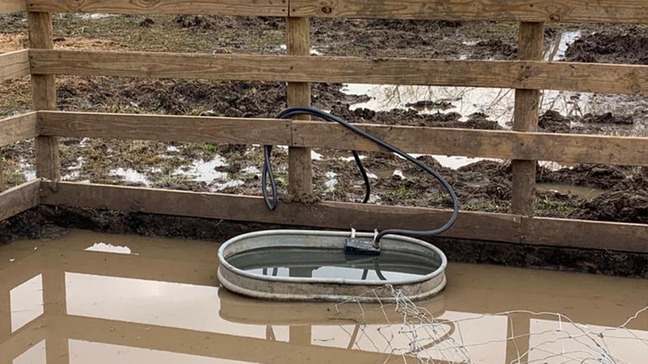 Expertos recuerdan que el maltrato animal es un delito en Texas que puede ser sancionado hasta con cárcel.