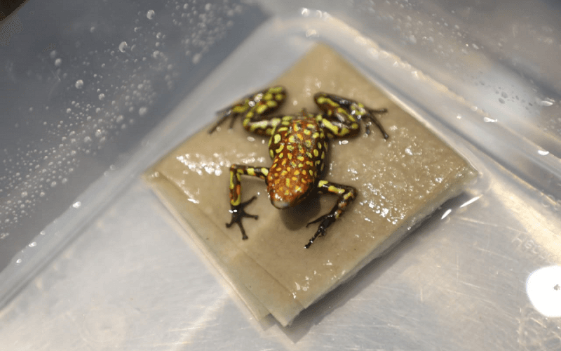 Según indicaron las autoridades, se trata de la mayor incautación jamás detectada en el aeropuerto El Dorado de Bogotá. Este alijo se suma al encontrado el pasado mes de noviembre, cuando se encontraron 216 anfibios.