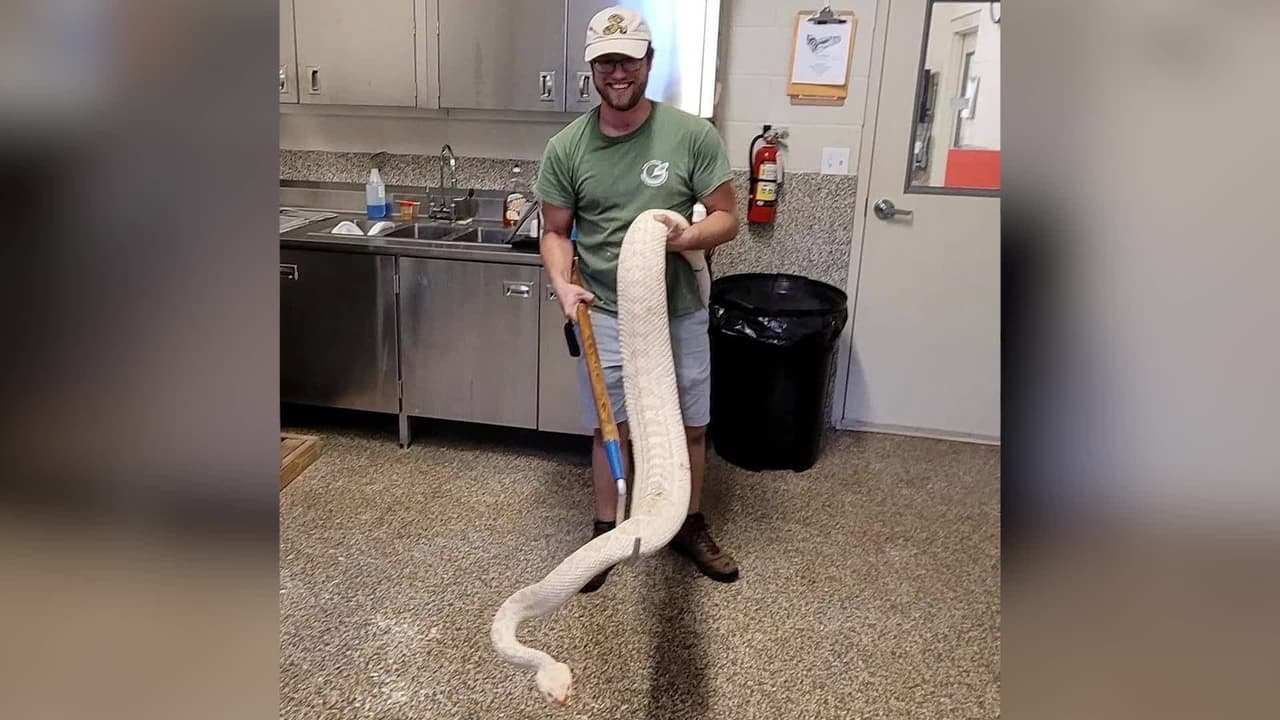 Esta es la peligrosa serpiente de 7 pies de largo que no se exhibe al público