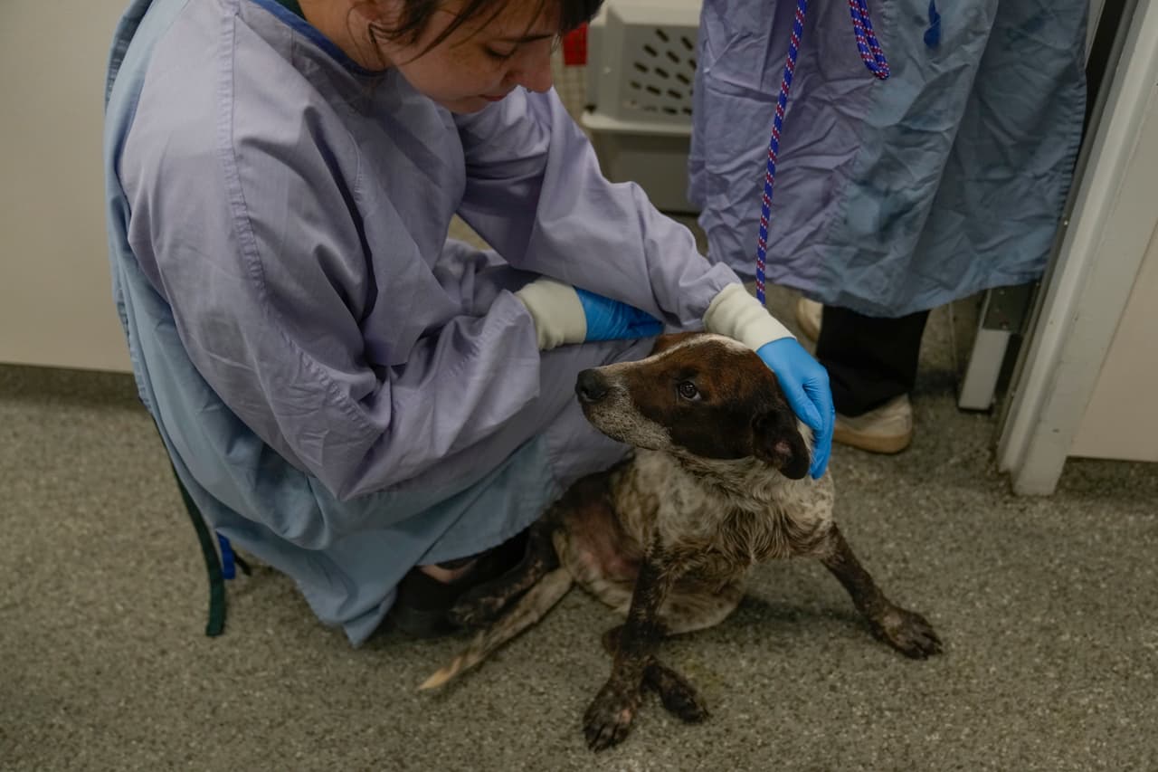 Una vez que los animales llegaron a las instalaciones de PAWS Chicago, el procedimiento es
<b>darles atención médica inmediata.</b> Esto incluye
<b>vacunación, colocación de microchips, y procedimientos de esterilización o castración</b>, todo antes de ser ofrecidos en adopción.